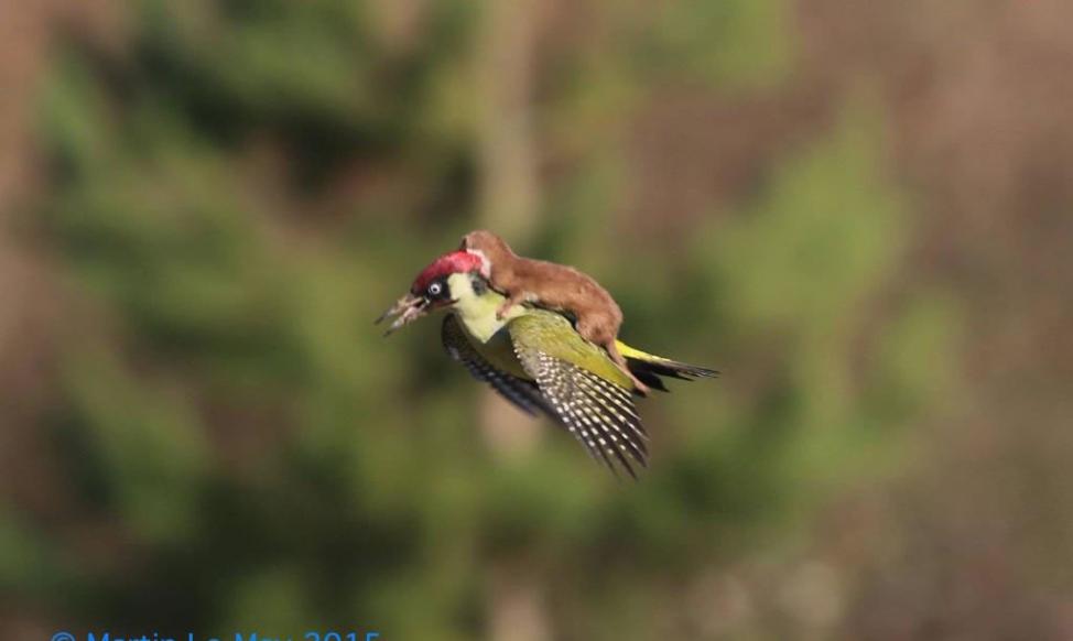 专家讨论一张伶鼬攻击一只飞行中的欧洲绿啄木鸟照片的真实性