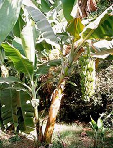 香蕉植株对线虫害虫采取化学防御
