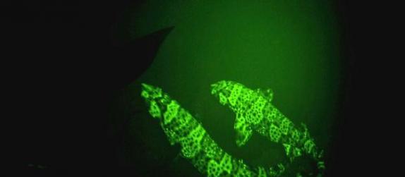 东太平洋绒毛鲨皮肤下的特殊荧光蛋白质使其能够发出一种明亮的绿色荧光