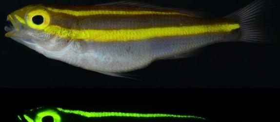 格鲁伯的研究团队此前已经发现了180多种鱼类身上存在的生物荧光现象。蓝光是太阳光在水体中传播时被吸收最少的光线，因此可以抵达最大的深度。这种现象属于生物荧光的一