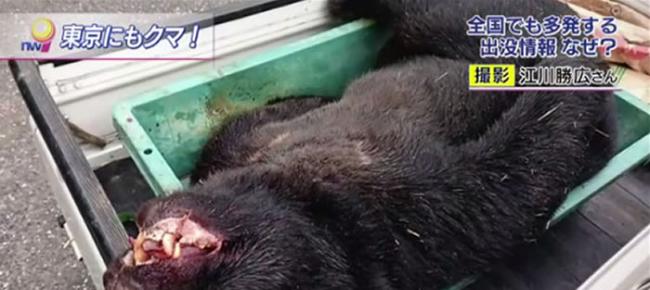这只熊约140公分、体重约120公斤，22日已被当地的猎友会射杀。
