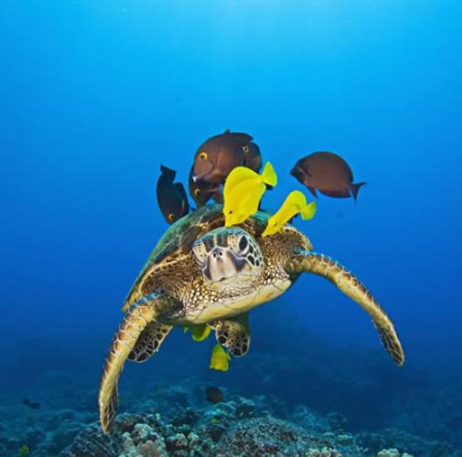 夏威夷海底一群颜色鲜艳的小黄鱼为一只绿海龟进行“清洗”