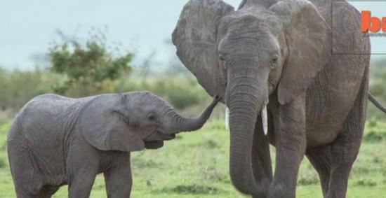 肯尼亚大象母女昨天才被拍到一起玩耍 24小时后就成绝响