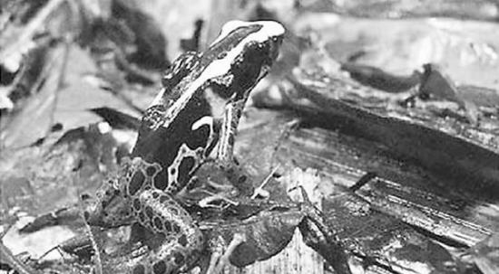 存在可能嗜食小蝌蚪的大蝌蚪的水池更适合蛙类生长