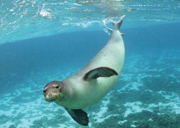 研究人员认为海豹或许借助地球磁场定位冰面的呼吸洞
