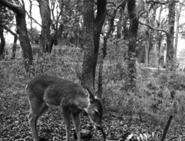 第二次拍摄到白尾鹿（可能是同一只，也可能是不同只）啃食人类尸骸的照片。 / PHOTOGRAPH COURTESY LAUREN A. MECKEL/ACADE