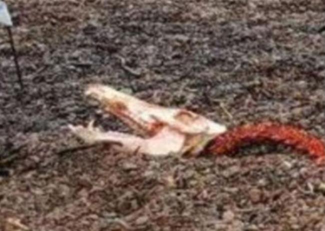 动物组织“Help2Rehome”在facebook贴出“尼斯湖水怪”残肢照片