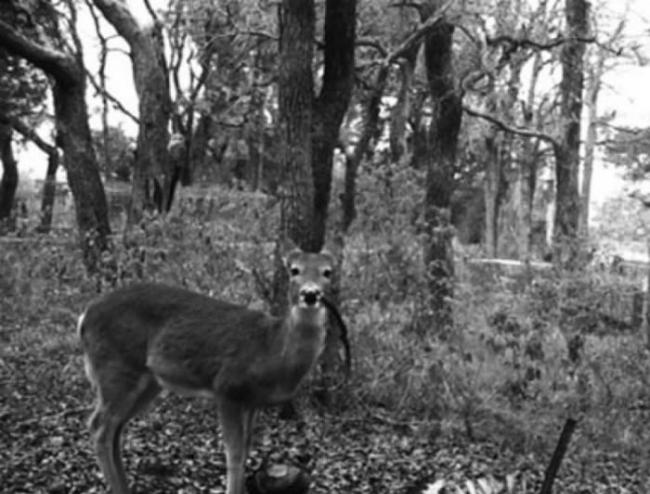 这只正在吃人类尸体的鹿遭拍摄入镜，当它被摄影机吸引而抬头看的时候，嘴里还叼着一根肋骨。 / PHOTOGRAPH COURTESY LAUREN A. MECK