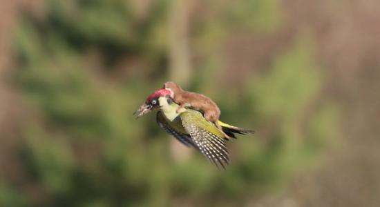 鼬鼠骑啄木鸟的照片在网上引发热议，没想到不到一星期，又有一只鼬鼠登上了新闻版面。