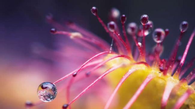 日本科学家新的研究发现，有些毛毡苔不靠黏液，反而窃取那些受邻近其他植物开花吸引而来的昆虫。 PHOTOGRAPH BY JONI NIEMELÄ