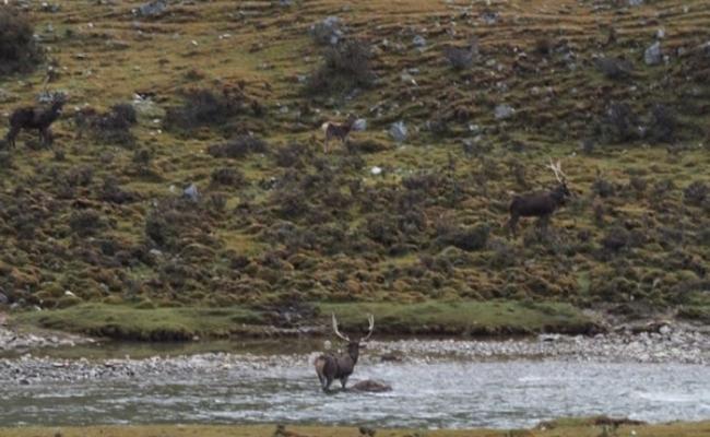 有照片显示，一只鹿站在河流上回望拍摄者。