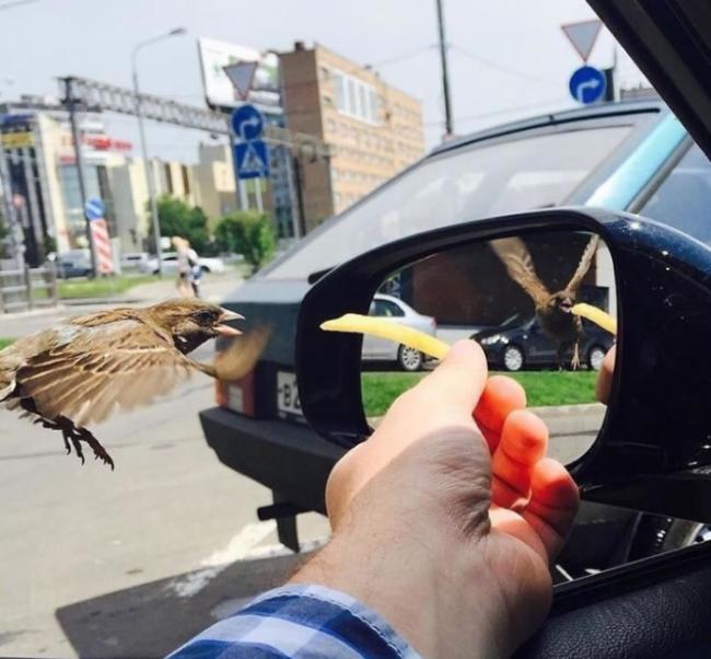 男子透过车窗喂麻雀吃薯条的照片走红：镜里镜外鸟的翅膀方向竟然不同