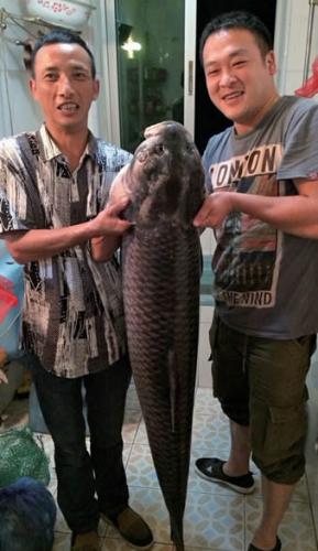 泰顺魏老伯两粒玉米钓上一条74斤重螺蛳青鱼