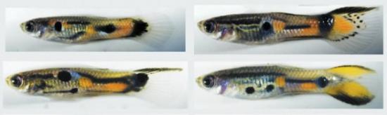 雌古比鱼显示出对有着罕见标志的雄鱼的偏好