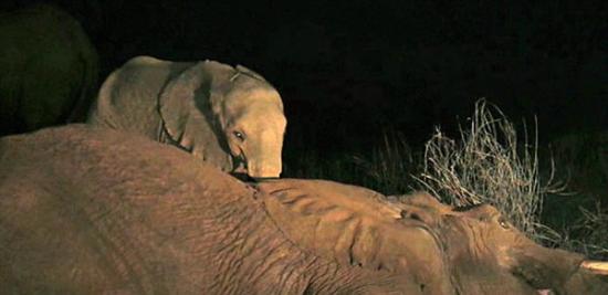 非洲肯尼亚桑布鲁草原小象坚守母亲尸体旁拒不离开