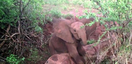 非洲肯尼亚桑布鲁草原小象坚守母亲尸体旁拒不离开