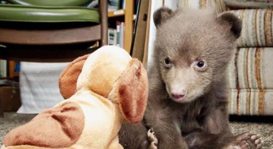 美国加州动物收容中心的小黑熊睡姿超级可爱