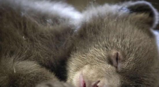 美国加州动物收容中心的小黑熊睡姿超级可爱