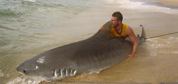 澳洲男子与虎鲨搏斗3小时最后终于将它钓起
