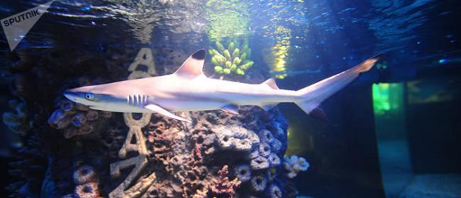 马来西亚水族馆一条黑边鳍真鲨的生存环境视频引起极大愤怒