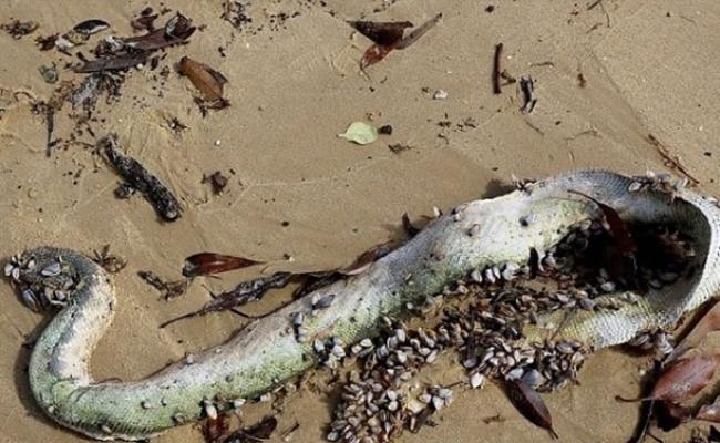 剧毒海蛇“棘鳞海蛇”冲上原居地3千公里外的澳洲悉尼沙滩