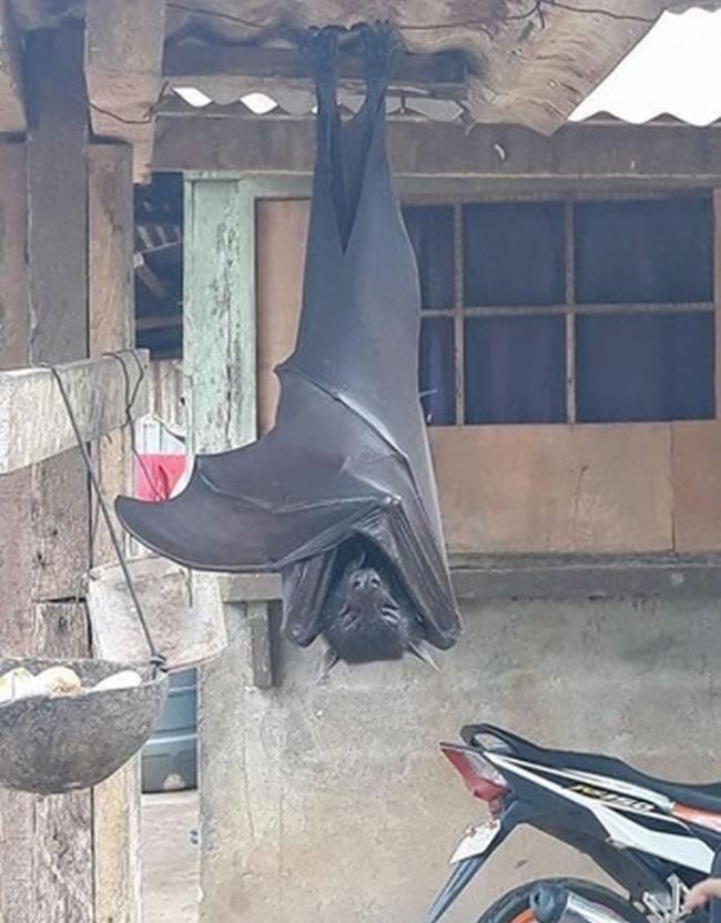 一只巨大蝙蝠倒挂在屋檐上睡觉 网友猜是“马来大狐蝠”