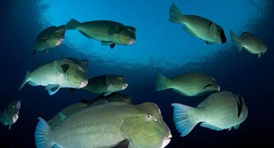 由于鹦鹉鱼吃海藻，排泄沙，最近被《国家地理》杂志评为珊瑚礁的保护者