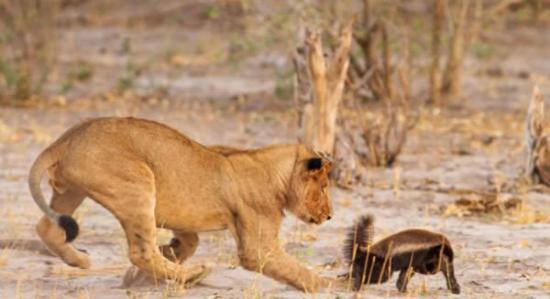 非洲一群狮子竭尽全力居然没杀死一只幼小的蜜獾