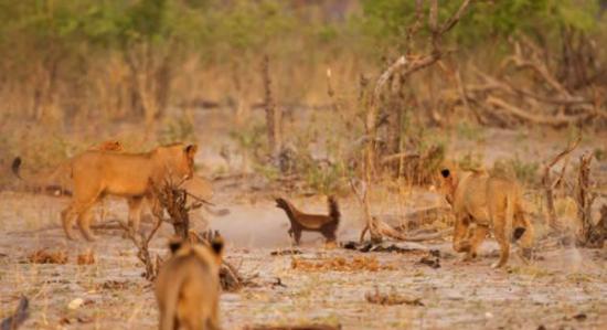 非洲一群狮子竭尽全力居然没杀死一只幼小的蜜獾