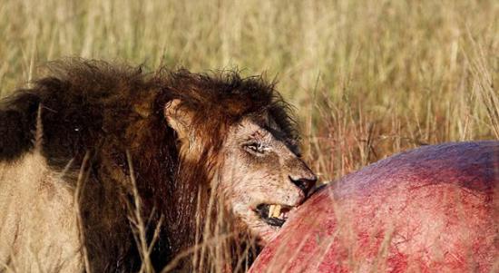 肯尼亚马赛马拉国家保护区雄狮咆哮保护“战利品”――一具河马尸体