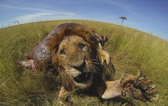 肯尼亚马赛马拉国家保护区雄狮咆哮保护“战利品”――一具河马尸体