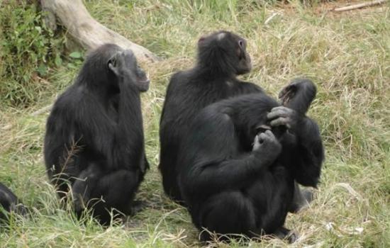 黑猩猩的新时尚：耳朵插草