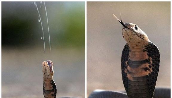 南非摄影师在自家捕捉到莫桑比克黑颈眼镜蛇喷射毒液画面