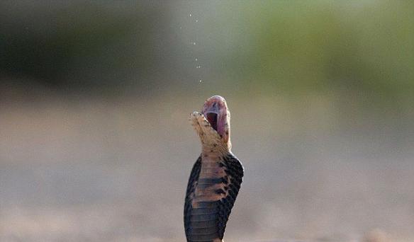 南非摄影师在自家捕捉到莫桑比克黑颈眼镜蛇喷射毒液画面