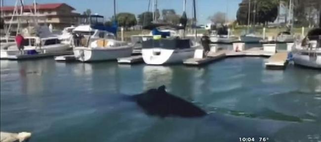 美国加州座头鲸误入海港 靠救援人员水中听音器声波游回大海