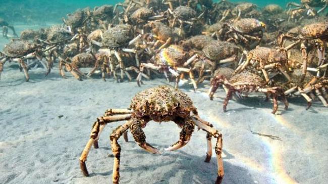 澳洲墨尔本菲利浦港湾出现巨型蜘蛛蟹大迁徙