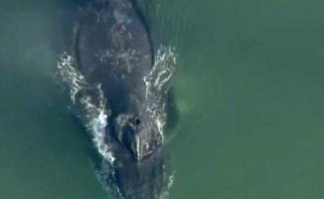 美国加州座头鲸误入海港 靠救援人员水中听音器声波游回大海