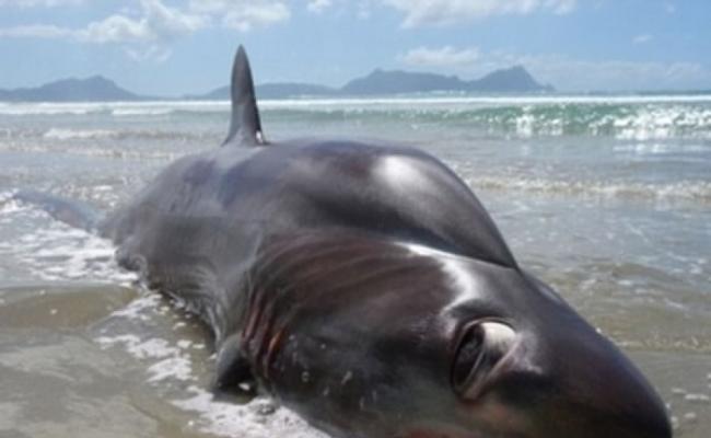 新西兰海滩现4米长深海怪物？专家认为是大眼长尾鲨