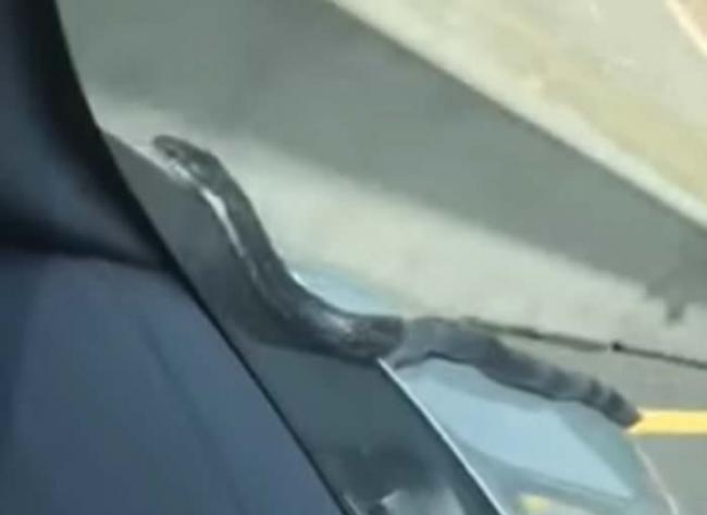 美国男子开车途中居然发现一条蛇从汽车引擎盖爬上来