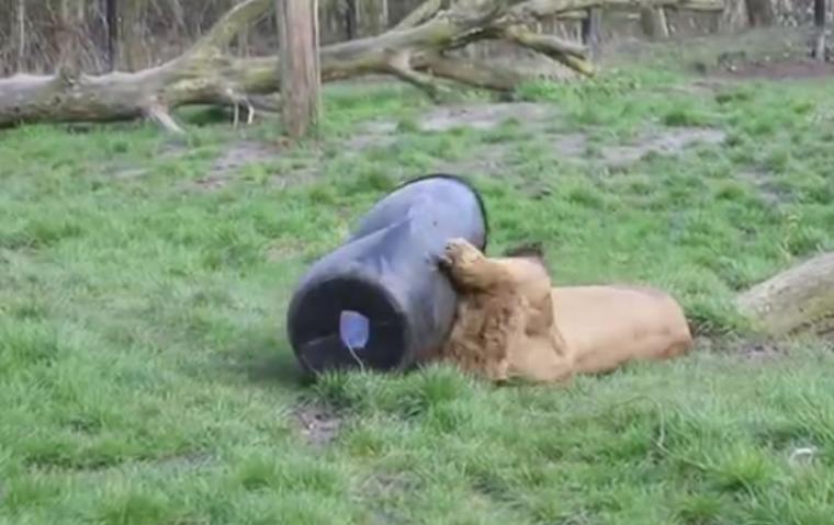 狮子为了开餐，把头塞在一个胶桶之中出不来。