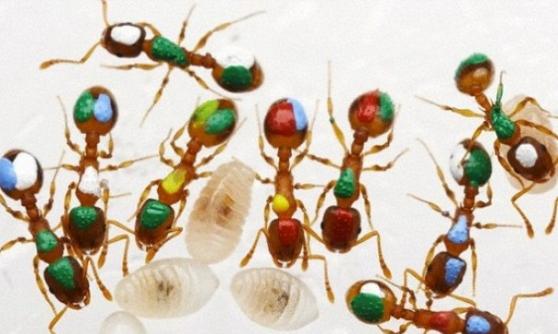 科学家研究是否所有蚂蚁都会勤力工作