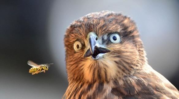 老鹰看到黄蜂露出吃惊的表情