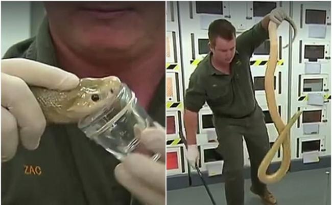 澳洲悉尼动物园发现全球毒性最强的蛇：太攀蛇一口毒液足够杀死100个人
