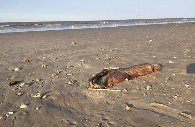 美国德州海滩发现神秘无眼巨大海洋生物腐尸 可能是狼牙恐蛇鳗