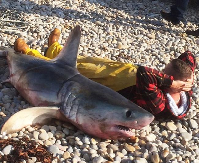 英国渔民在切瑟尔捕获2米长大鲨鱼