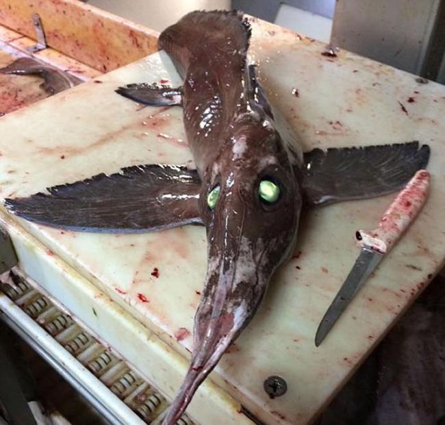 加拿大海域捕获“目露凶光”的罕见“怪鱼”长吻银鲛