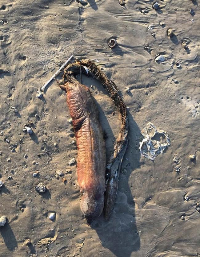 美国德州海滩发现神秘无眼巨大海洋生物腐尸 可能是狼牙恐蛇鳗