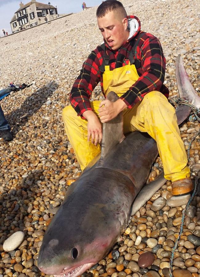 英国渔民在切瑟尔捕获2米长大鲨鱼