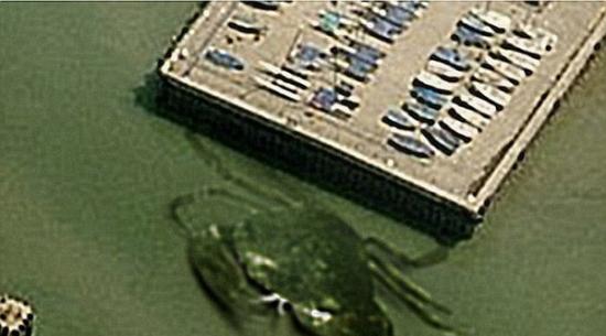 10月一张航拍照显示，一只巨型螃蟹潜伏在英格兰海岸浅水区，长达15公尺。