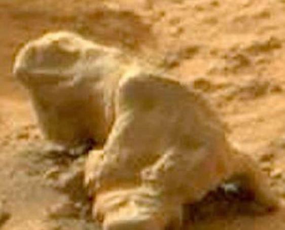 这个火星岩石与地球上的蜥蜴类似。